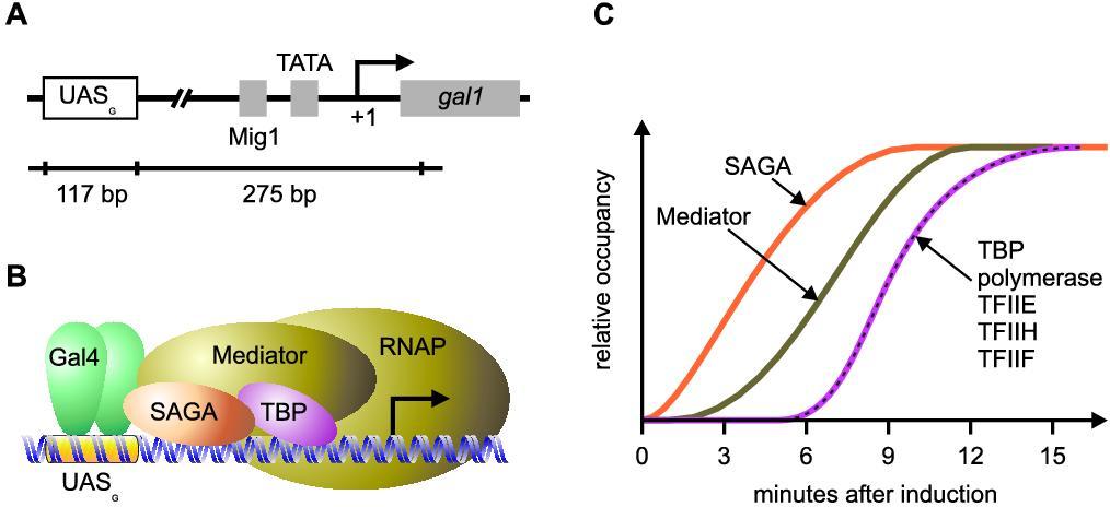 1.4 Regulation of Gene Expression 25 Figure 1.10: (A) Regulatory elements affecting transcription of the gal1 gene.