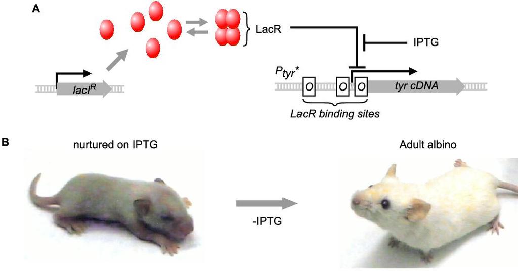 46 Engineered Gene Networks Figure 2.12: Regulation of transcription with LacR/IPTG in the mouse.