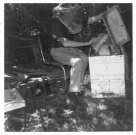 Remove frames of honey from the beehive Harvesting Honey 1 Harvesting Honey 2