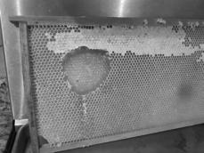 Extracting Honey Procedure 4 When honey gathers at the bottom of extractor,