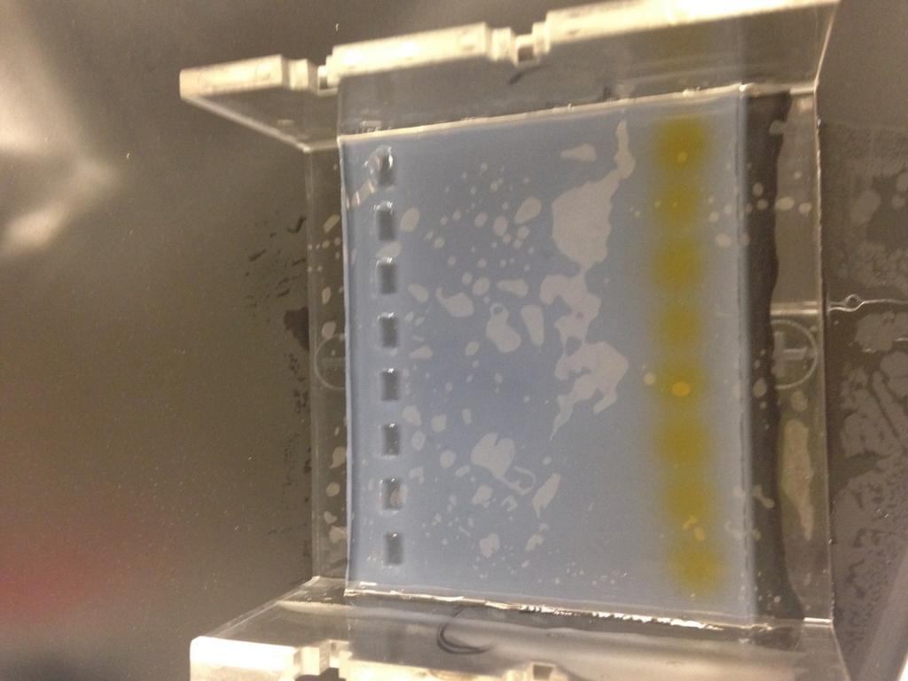 Loading dye Figure 3: This figure shows how far to run the samples through the gel.