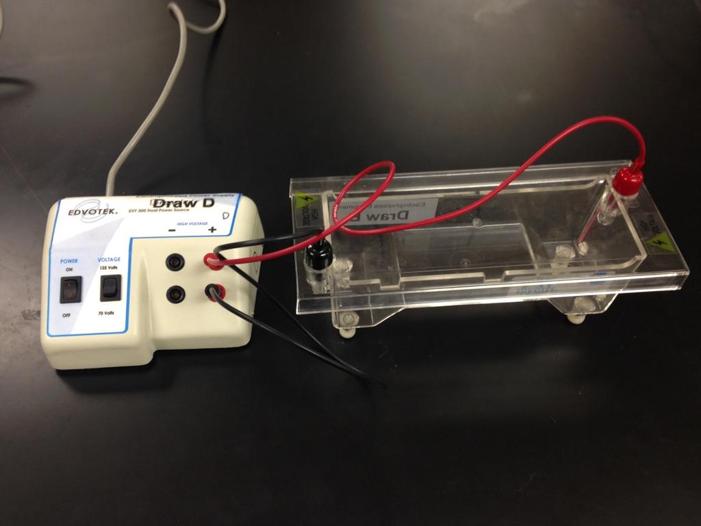 Negative charge Positive charge Power Supply Electrophoresis chamber Figure 4: This figure shows the components of a gel electrophoresis apparatus.