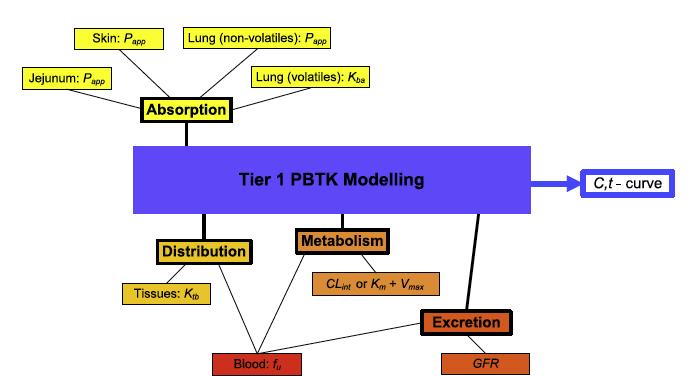 Toxicokinetics Input Parameters Passive diffusion down C gradient J = P app *SA*C e.g. Caco-2, PAMPA Diffusion into tissue Non-saturable protein binding, fu Well-stirred tissue Whole-body D perfusion-limited e.