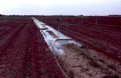 Flood irrigation 11.25 Figure 11.14: Pegs driven into a bed for measurement of the advance front As the last water flows down the border, the border begins to dry out (recession front).