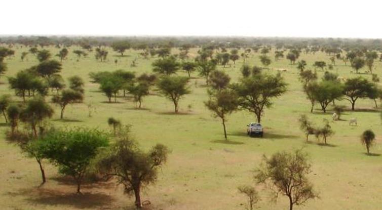 Site description of the Dahra field site in Senegal (15.40 N, 15.