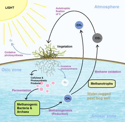 Methanotrophs in Nature Aerobic methane-oxidizing bacteria (methanotrophs) are widely distributed in the environment and play a key role in the cycling of the potent greenhouse gas methane.