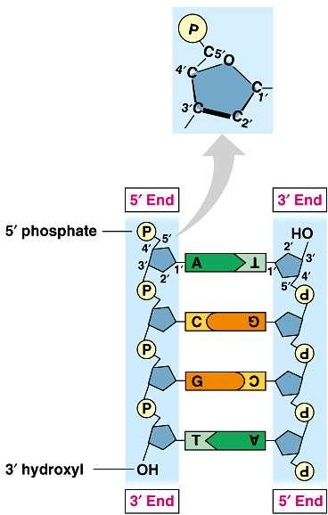 Anti-parallel strands Nucleotides in DNA backbone are bonded from phosphate to sugar
