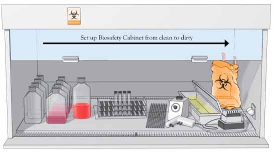 SECTION 4.1 BIOSAFETY CABINETS During Use: 1) Arrange work surface from clean to dirty from left to right (or front to back). 2) Keep front, side, and rear air grilles clear of research materials.