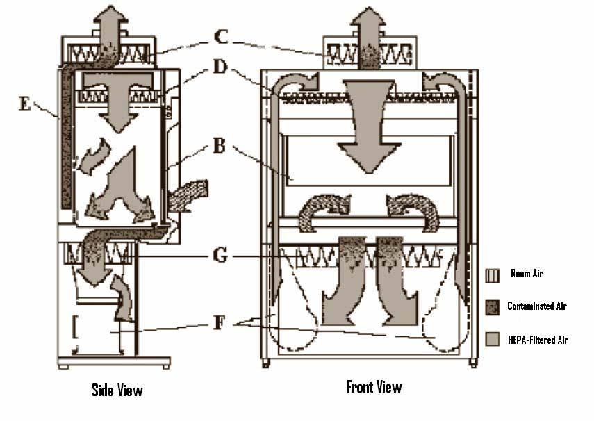 Figure 3. Class II, Type B1 BSC. A. front opening, B. sash, C. exhaust HEPA filter, D. supply HEPA filter, E.