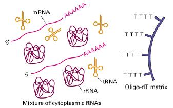Messenger RNA Isolation Combine cytoplasmic RNAs and oligo(dt) matrix under hybridization conditions Poly-A tail of mrna binds