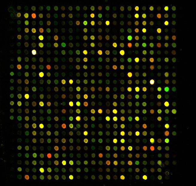 Techniques for RNA analysis: Microarrays for Gene Expression Profiling By overlaying red and green data from the same slide, you can view the differential