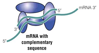 sirna-risc complex locates the mrna with