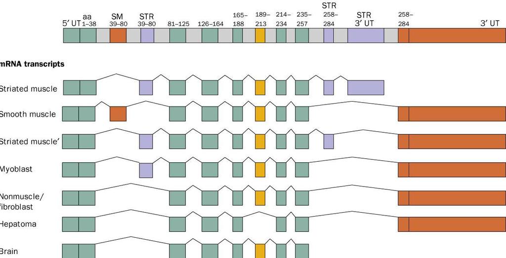 Rat cell specific α-tropomyosin variants Seven alternately spliced variants