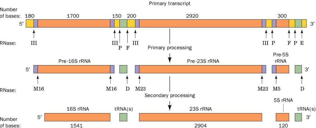 23. Bacterial pre-rrna processing 30S transcript (pre-rrna) Endonucleolytic Cleavage RNase III, RNase P,RNase E, RNase F Rnase III cleavage occurs in a stem loop structure