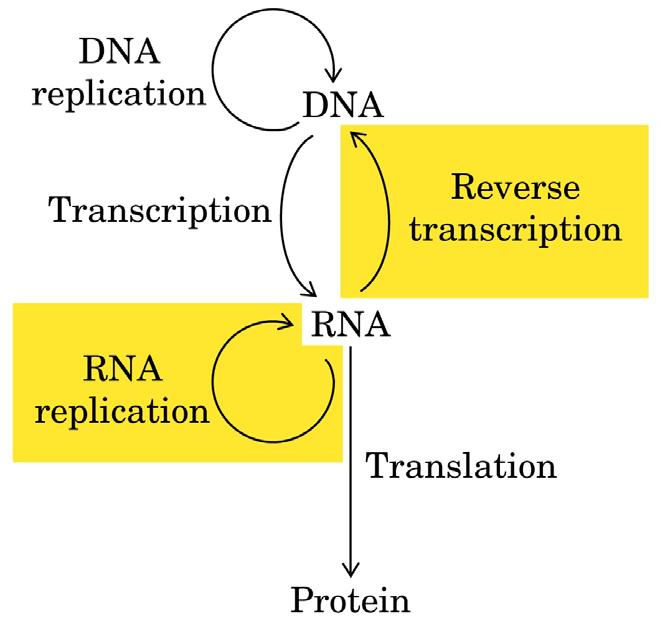 29. Central dogma Includes RNA