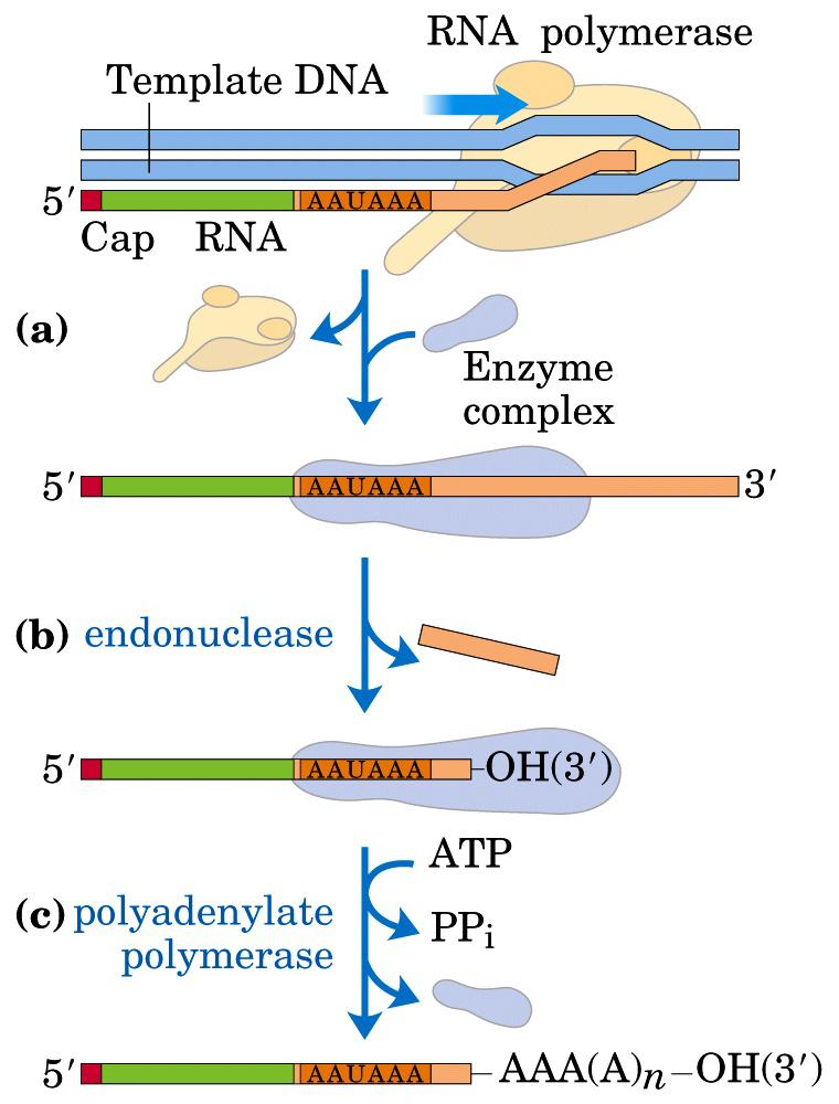 Tailing Poly(A) tails added to primary transcripts of mrna Eukaryotic mrna invariably mono-cistronic 1.