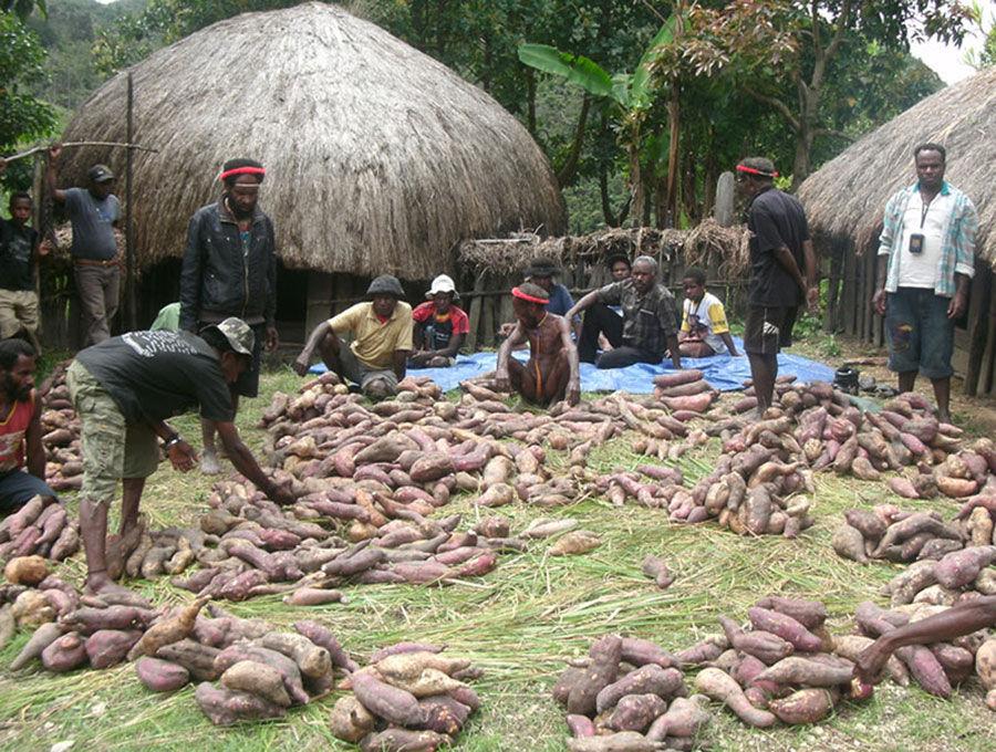 OXFAM CASE STUDY Counting the harvest. Oxfam s Ubi jalar (sweet potato) programme is reinvigorating the rural economy in Papua s highlands and protecting a centuries old way of life.