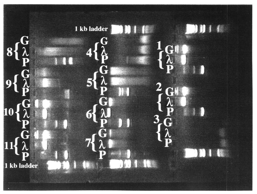 Appendix B: Typical DNA Degradation Experiment; Agarose Gel Results (0.8% agarose in TBE) Numbers correspond to the following treatments: 1. Control, DNA not treated 2. Physical shearing 3.