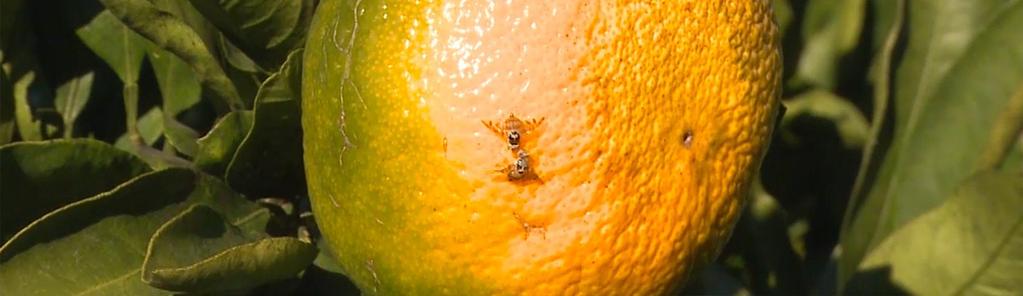 Maintaining Mediterranean Fruit Fly-free Status TARGET Protecting horticultural industries in Western Guatemala, Mexico and the USA FOCUS BENEFITS SUCCESS Containment of the Mediterranean