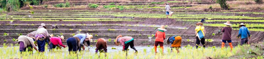 Enhancing Rice Production in Viet Nam TARGET Increasing Rice Productivity and Quality in Viet Nam FOCUS BENEFITS SUCCESS Releases of salinity tolerant rice varieties (short duration) through mutation