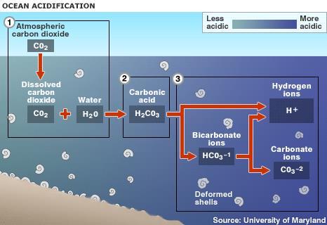 Figure 1: This figure depicts the basic carbonate chemistry involved in ocean acidification; as carbon dioxide (CO 2) is absorbed into seawater, carbonic acid (H 2CO 3) forms.