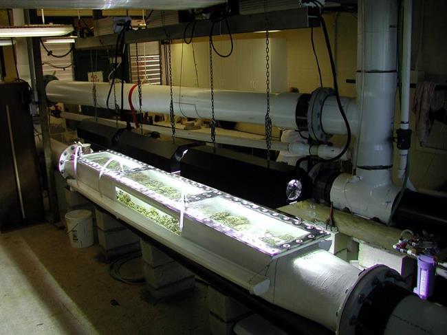 Ocean acidification research at the Hawai i Institute of Marine Biology There are several research laboratories working on the subject of ocean acidification and its effect on marine organisms at