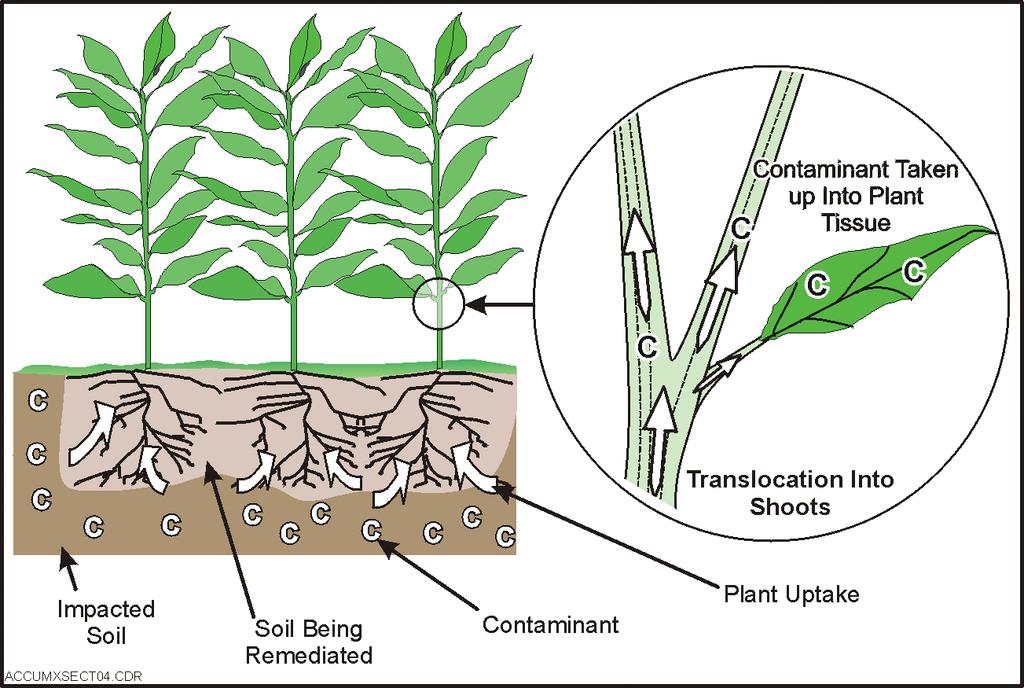 In order for the inorganic contaminant to be remediated using plants, the constituent must come in contact with the plant roots.