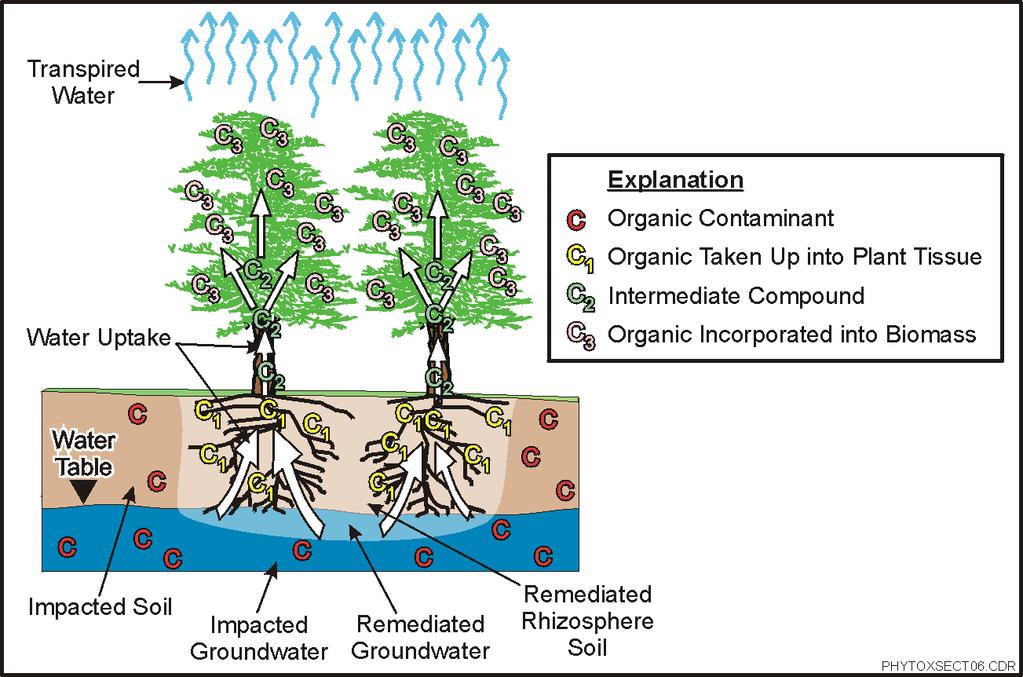 Figure 1-4 Phytodegradation of Organics Direct uptake of organics by plants has been shown to be an efficient removal mechanism for sites contaminated with moderately hydrophobic organic chemicals.