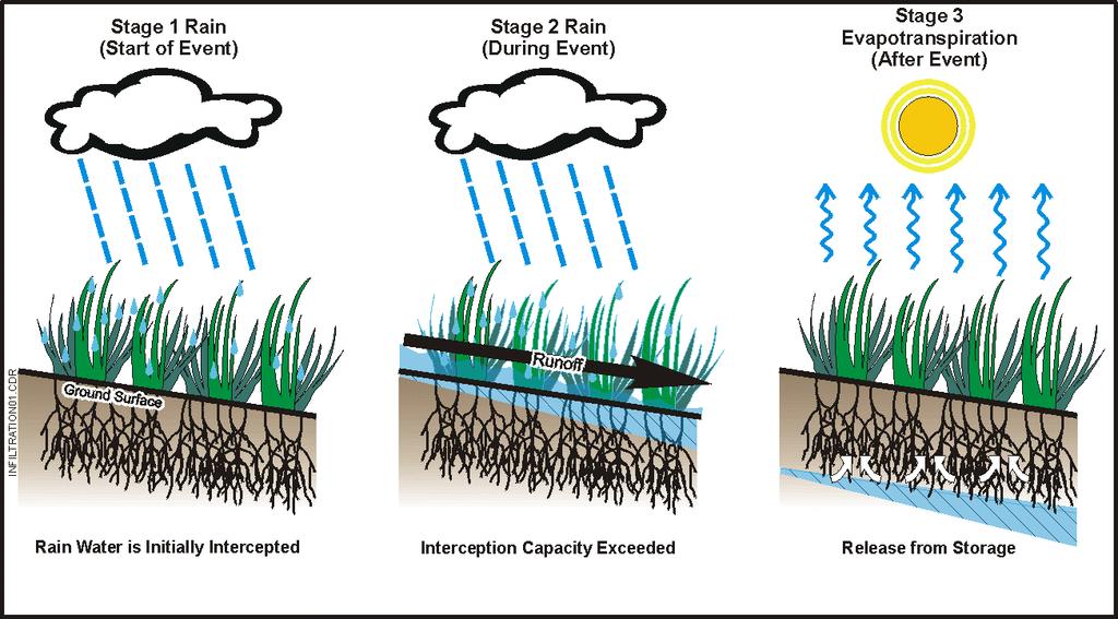 1.3.1 Vegetative Covers for Infiltration Control The ability of plants to intercept rain and prevent infiltration from occurring or take up and remove significant volumes of water after it has