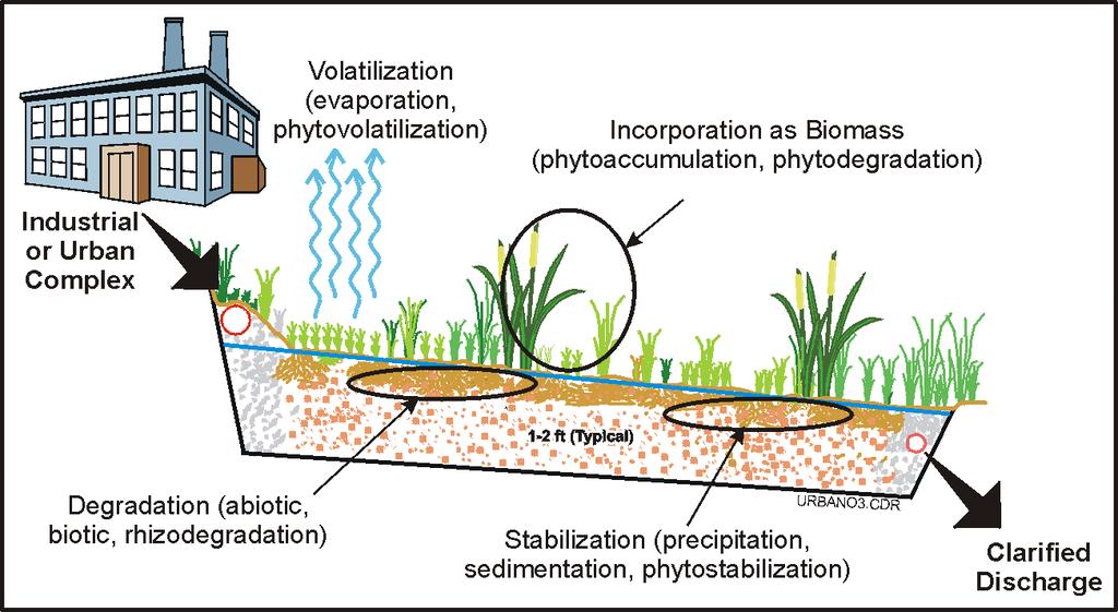 Figure 1-9 Treatment Wetland The wetland can contain both terrestrial and aquatic plants (Christensen-Kirsh, 1996) and should be designed with sufficient area to support both.