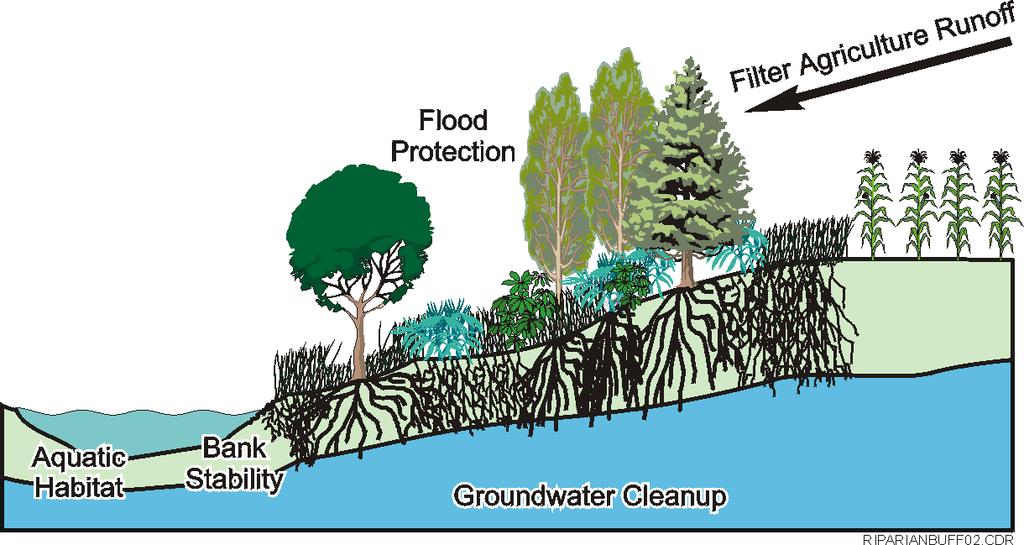 to allow sediments to settle out. To be effective, runoff water must spread evenly across the buffer. If channels develop due to erosion, the effectiveness of the buffer is greatly reduced.