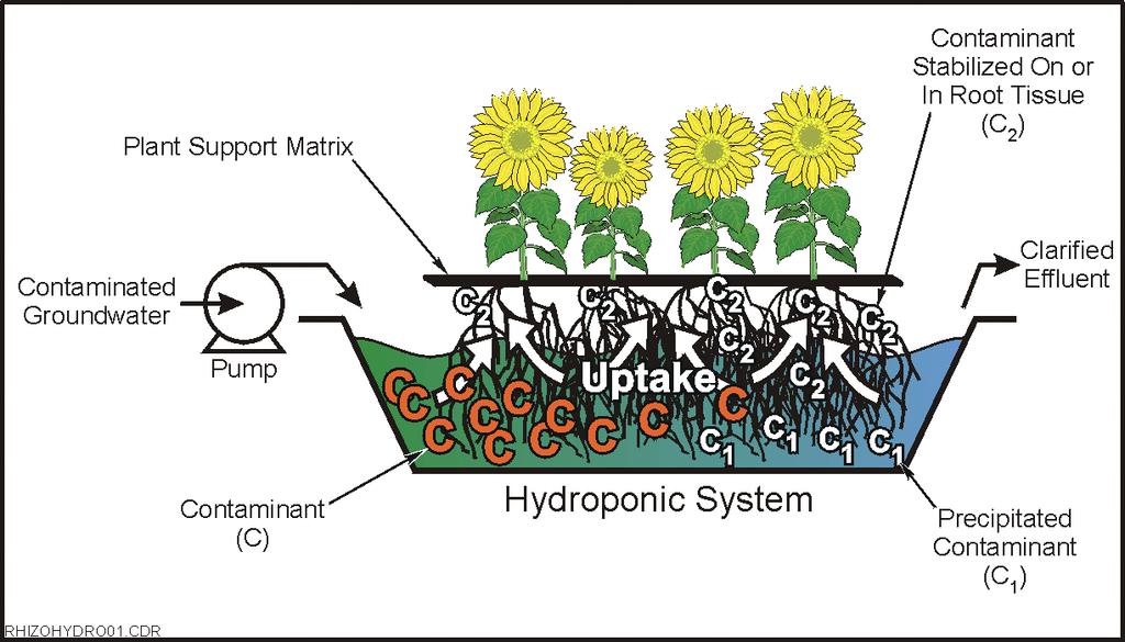 1.3.7 Hydroponic Systems for Treating Water Streams (Rhizofiltration) Sections 1.3.1 1.3.6 describe in-situ applications of phytotechnologies.