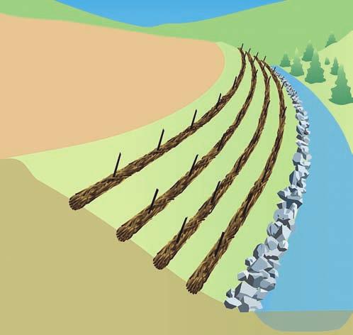64 Protecting Stream Channels, Wetlands, and Lakes Live willow or hardwood stakes driven through live wattles or rolls, trenched into slope, provide excellent stream bank protection.