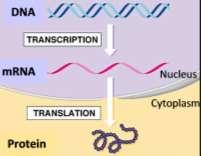 How do genes influence our characteristics? From Gene to Protein Transcription and Translation i A gene is a segment of DNA that provides the instructions for making a protein.