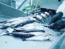 4 Increased value of European aquaculture products, which will result in increased economic prospects of the sector.