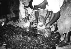 Part III. Mushrooms Worldwide Chapter 10. Regional Research 216 Figure 8. Chopping substrate (banana leaves) groundnut shells. spent in collecting and processing the substrate (Fig. 8).
