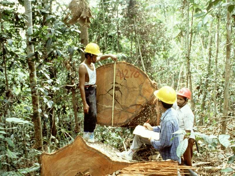 In Southeast Asia (and West Africa), logging of rich