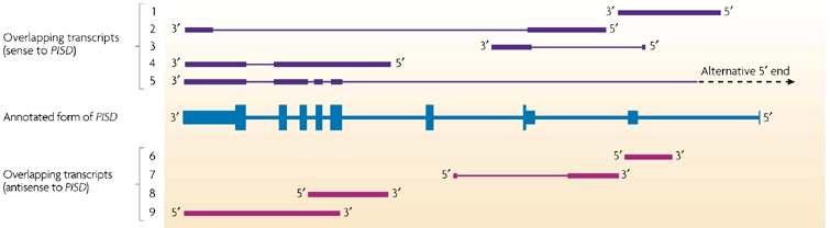 Multifunctional genomic spaces 5 transcripts from PISD phosphatidylserine decarboxylase