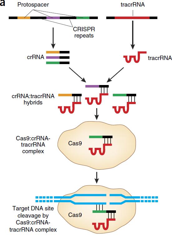 crrna:tracrrna program Cas9 nuclease Active crrna is comprised of 20 nt of spacer-derived sequence and ~ 22 nt of repeat-derived sequence Each crrna hybridizes to tracrrna through