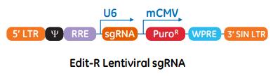 different promoters Blasticidin selectable marker sgrna