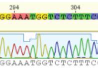 sgrna Lentiviral sgrna(s) sgrna plasmid Cas9 mrna OR Single colony expansion into 96-well plates 2-3 weeks IVT or