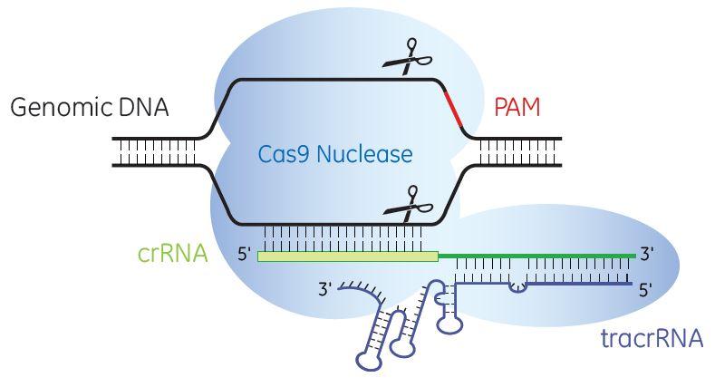 Synthetic dual RNA approach: Edit-R products Why dual RNAs? Natural bacterial system crrna synthetic RNA comprising 20 nt target-specific sequence and fixed S.