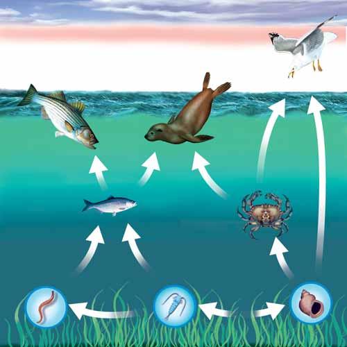 Food webs What is a food web? Most animals are part of more than one food chain. They eat more than one kind of food to get enough energy and nutrients.