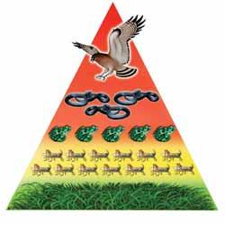 CHAPTER 15: ECOSYSTEMS Energy and food chains Energy decreases as you move up in a food chain Energy pyramid There are more producers than herbivores or carnivores in an ecosystem community.