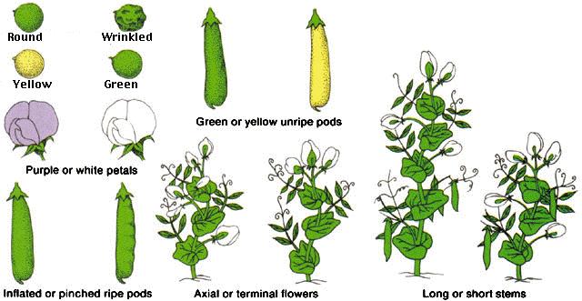 parentals true breeding, homozygous plants: T T (tall) t t (dwarf) TT = homozygous tall plant t t = homozygous dwarf plant F 1 generation is heterozygous: