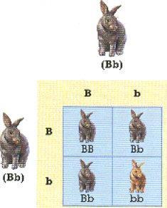 Heterozygous x Heterozygous Bb x Bb This is an example of Mendel s F 2 generation that shows 75% dominant and 25% recessive trait (3:1 ratio).