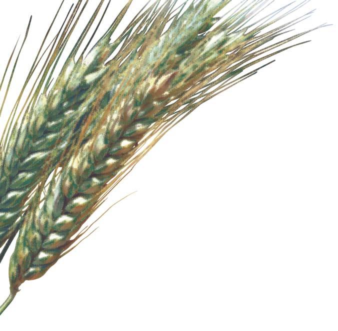 Washington wheat farmers grow five classes of wheat: soft white, hard red winter, hard red spring, hard white and durum. Every class of wheat has different end-use characteristics.
