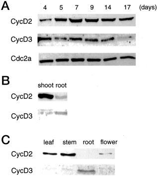 7042 Characterization of Arabidopsis CycD2 and CycD3 Proteins FIG. 1.