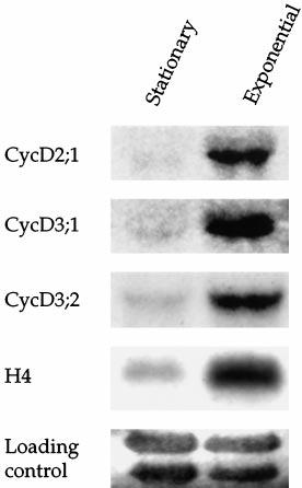 346 Sorrell et al. Plant Physiol. Vol. 119, 1999 both CycD3 cyclins (Fig. 2). In contrast, no potential PEST sequences were found in CycD2;1.