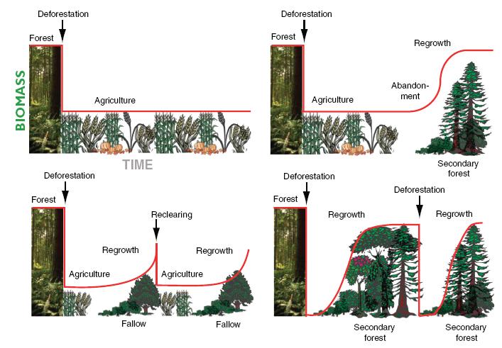 LUC and C and N Dynamics Instantaneous C and N release after deforestation After abandonment C stored in secondary forest (SF) Stored C in SF could be enhanced due to CO2 fertilization or Wood